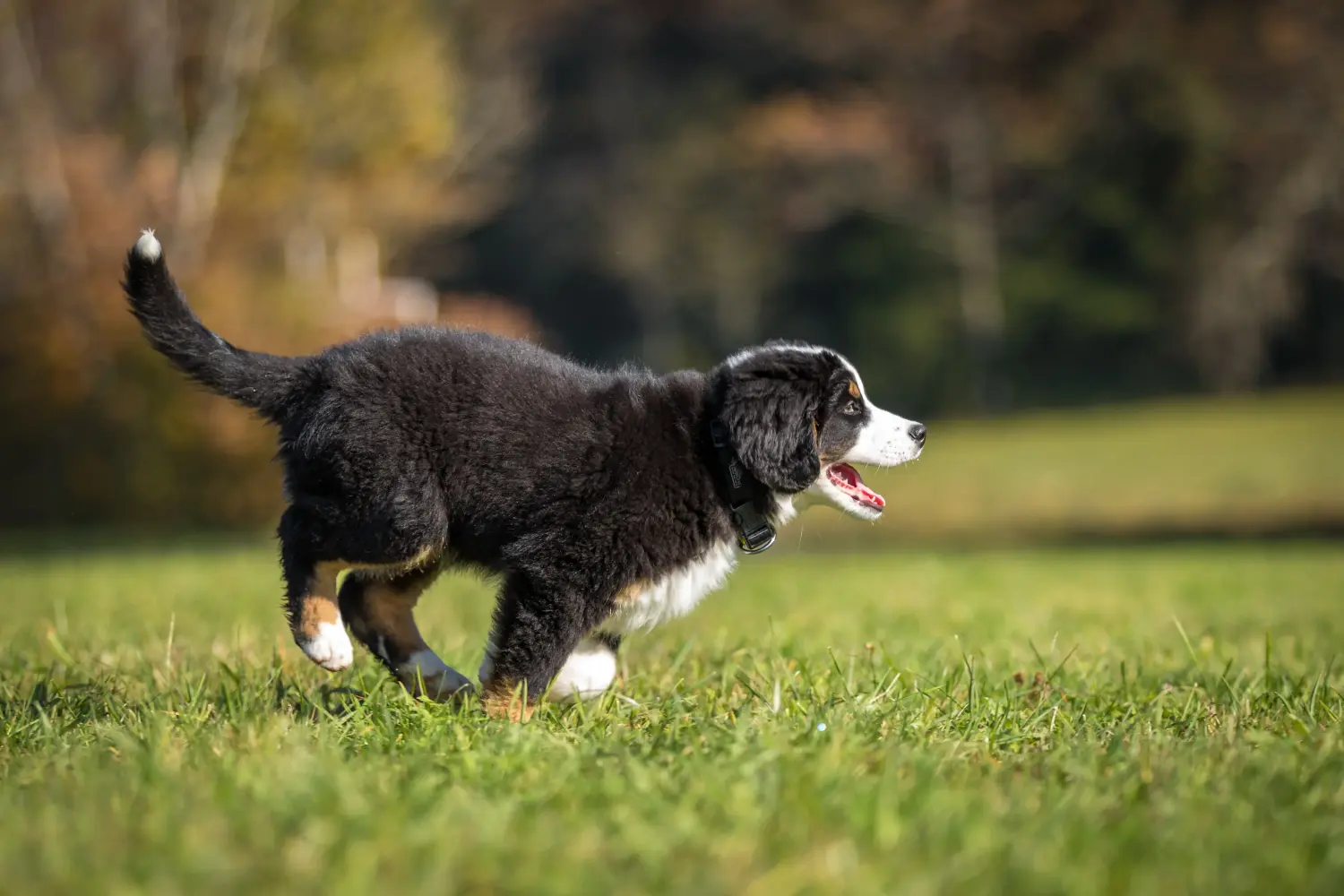 Einen Berner Sennenhund Welpen zu kaufen, bedeutet Verantwortung zu übernehmen! Berner Sennenhund Welpen kaufen.