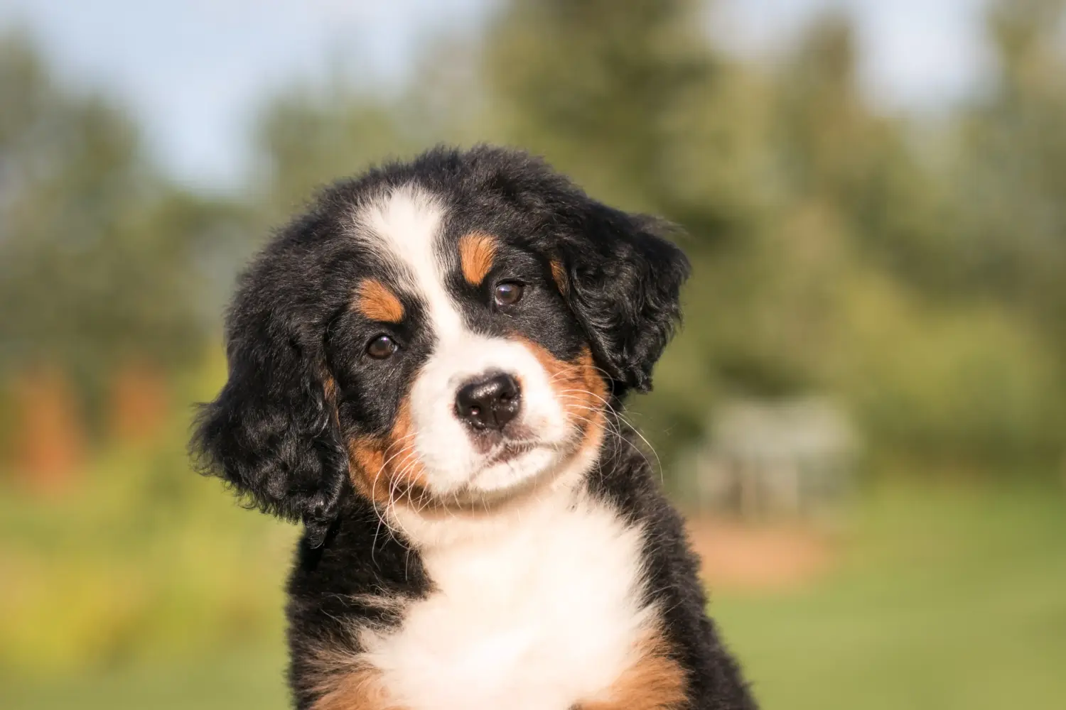 Einen Berner Sennenhund Welpen zu kaufen, bedeutet Verantwortung zu übernehmen! Berner Sennenhund Welpen kaufen.