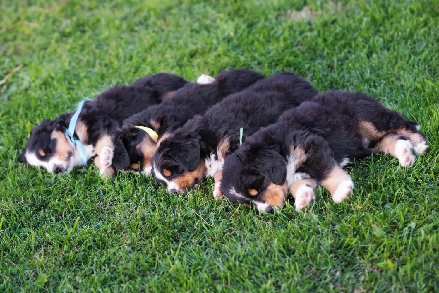 Einen Berner Sennenhund Welpen zu kaufen, bedeutet Verantwortung zu übernehmen! Berner Sennenhund Welpen kaufen.