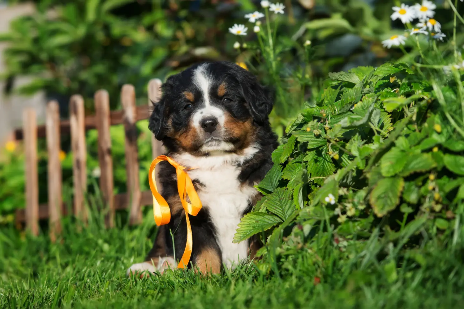 Einen Berner Sennenhund Welpen zu kaufen, bedeutet Verantwortung zu übernehmen! Berner Sennenhund Welpen kaufen.