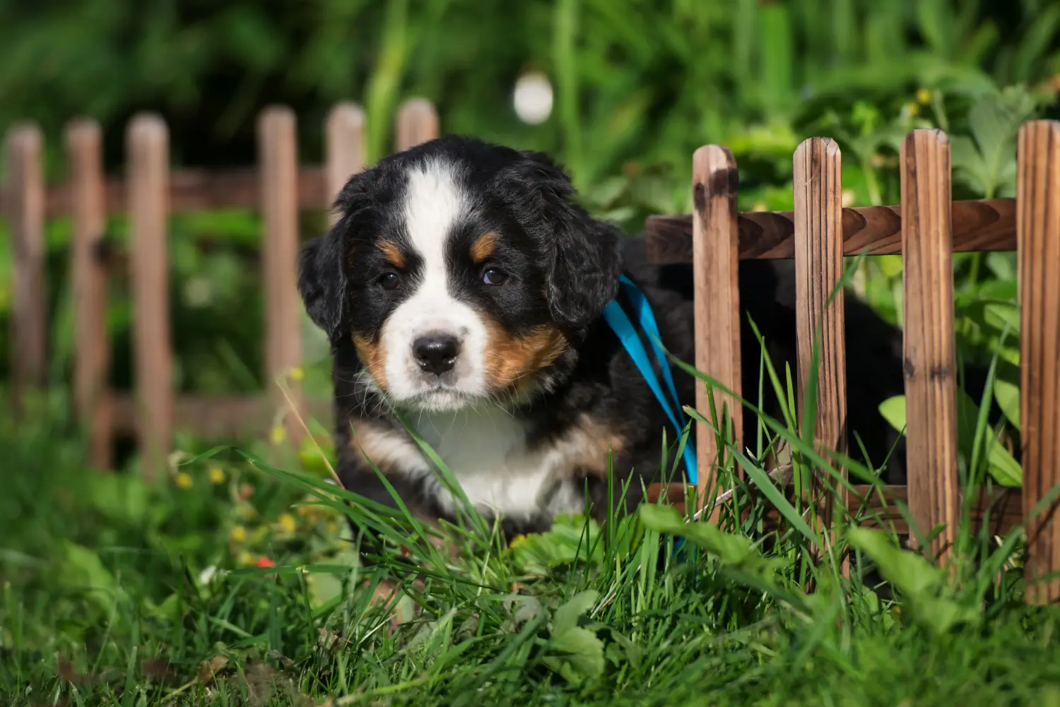 Einen Berner Sennenhund Welpen zu kaufen, bedeutet Verantwortung zu übernehmen! Berner Sennenhund Welpen kaufen.
