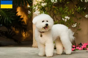 Mehr über den Artikel erfahren Bichon Frisé Züchter und Welpen in der Ukraine