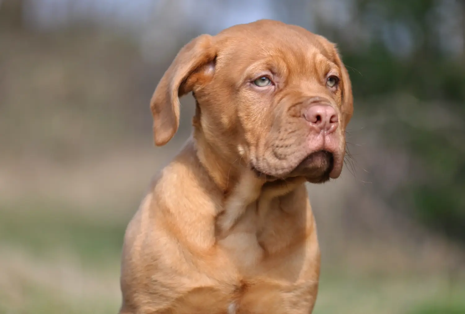 Einen Bordeauxdogge Welpen zu kaufen, bedeutet Verantwortung zu übernehmen! Bordeauxdogge Welpen kaufen.