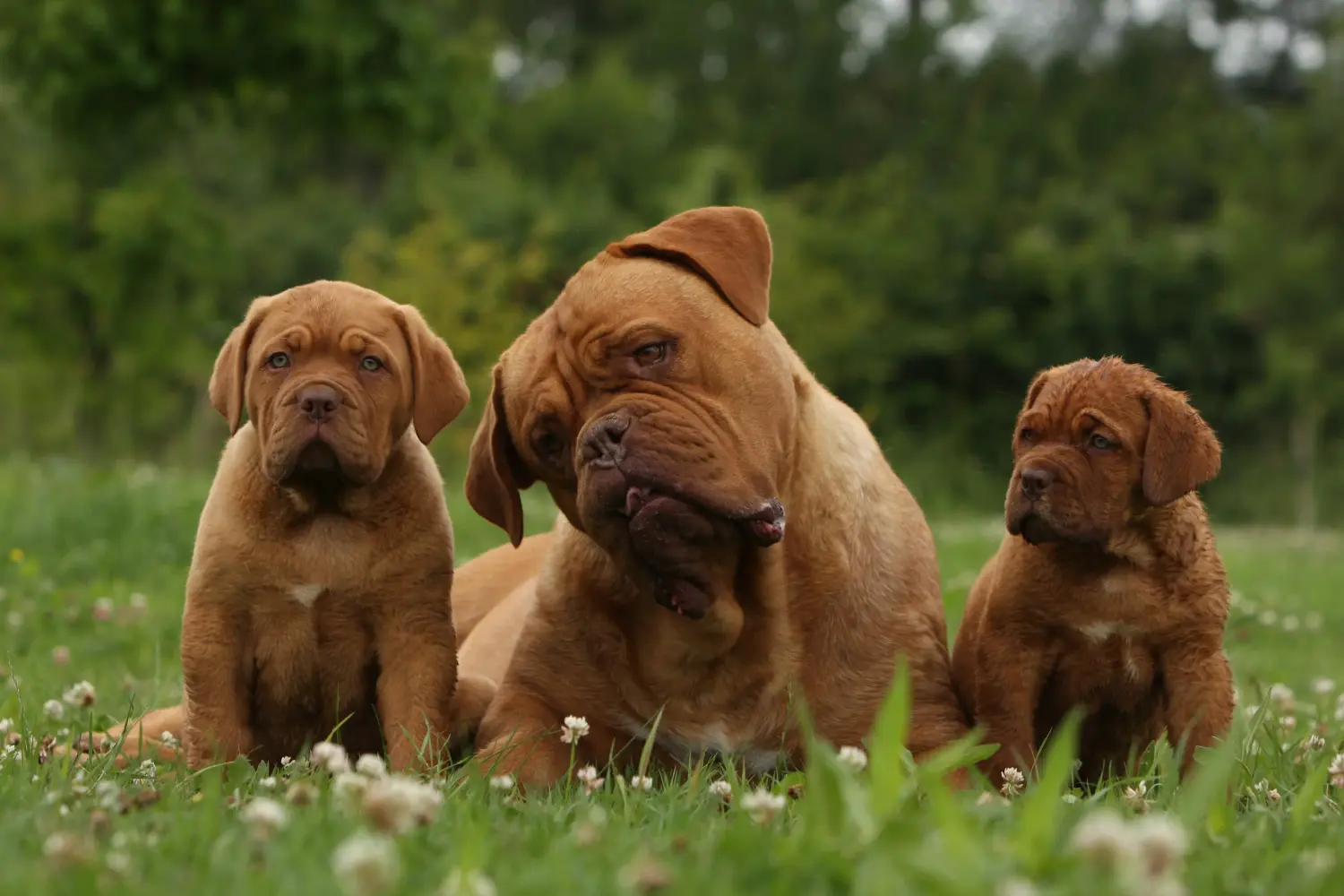 Einen Bordeauxdogge Welpen zu kaufen, bedeutet Verantwortung zu übernehmen! Bordeauxdogge Welpen kaufen.