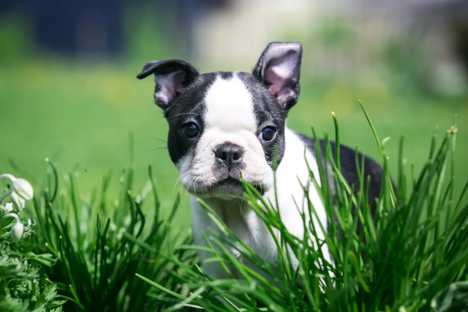 Einen Boston Terrier Welpen zu kaufen, bedeutet Verantwortung zu übernehmen! Boston Terrier Welpen kaufen.