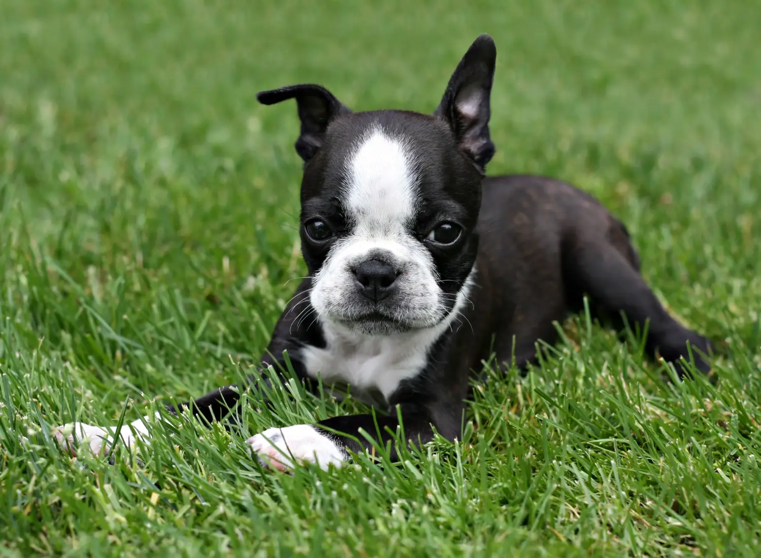Einen Boston Terrier Welpen zu kaufen, bedeutet Verantwortung zu übernehmen! Boston Terrier Welpen kaufen.