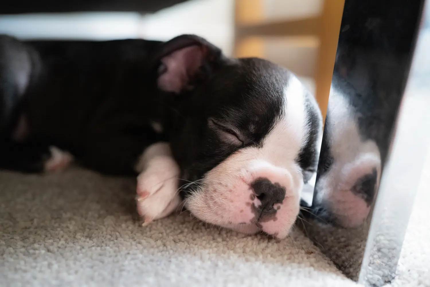 Einen Boston Terrier Welpen zu kaufen, bedeutet Verantwortung zu übernehmen! Boston Terrier Welpen kaufen.
