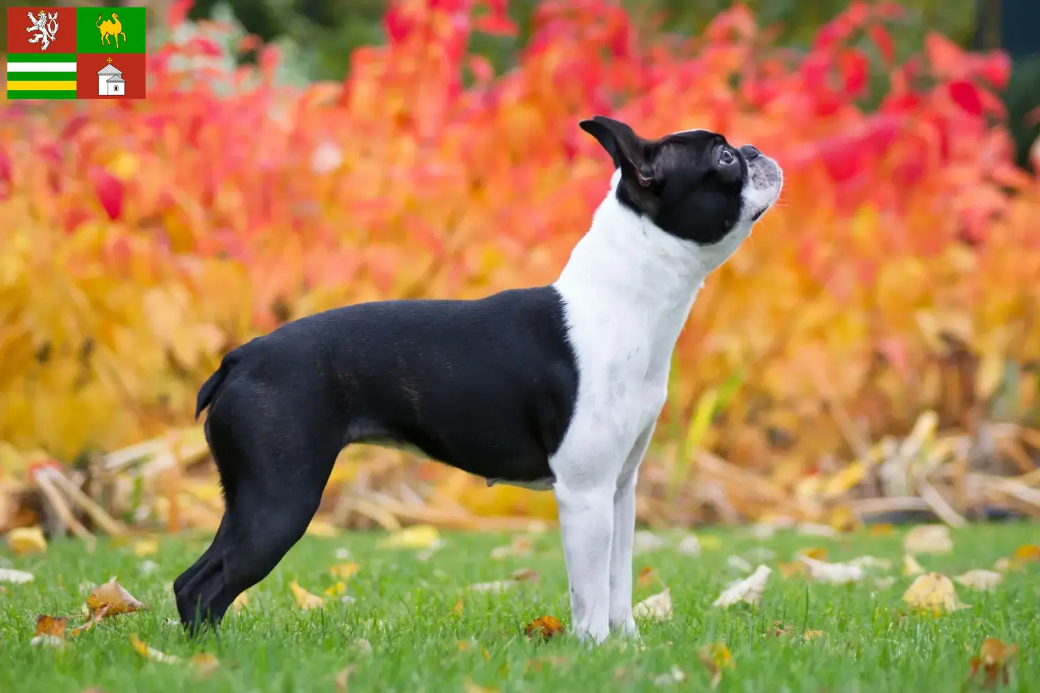 Boston Terrier Welpen und Züchter Pilsen Hier findest Du Boston Terrier Züchter in Pilsen.