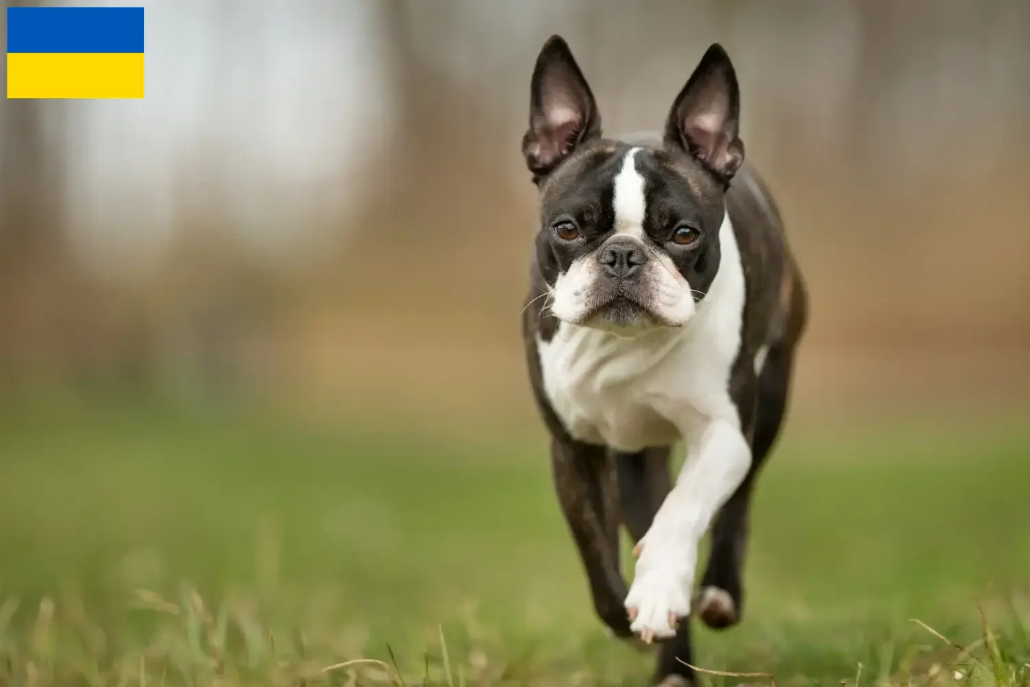 Boston Terrier Welpen und Züchter Ukraine Hier findest Du Boston Terrier Züchter in der Ukraine.