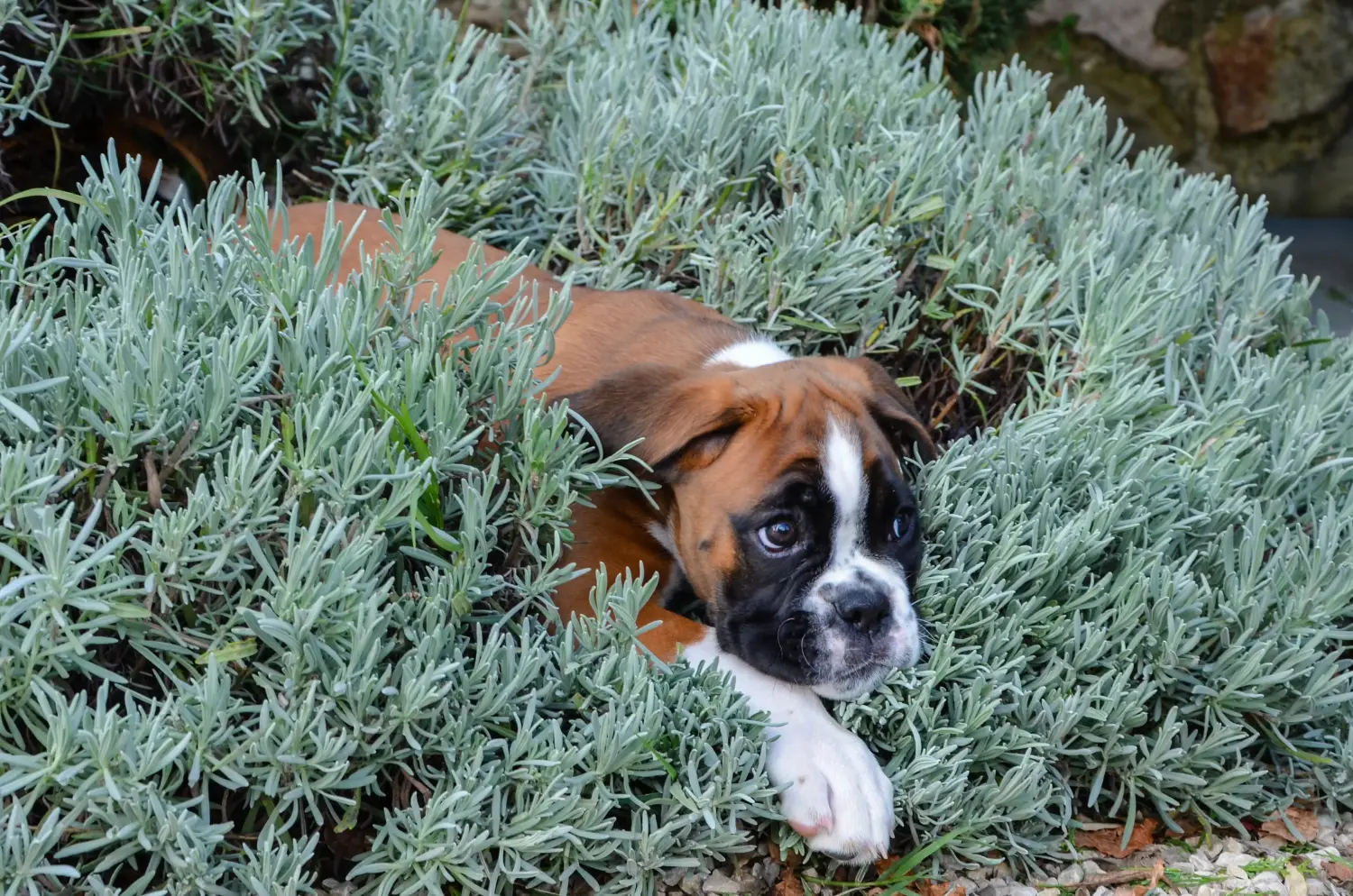 Einen Boxer Welpen zu kaufen, bedeutet Verantwortung zu übernehmen! Boxer Welpen kaufen.