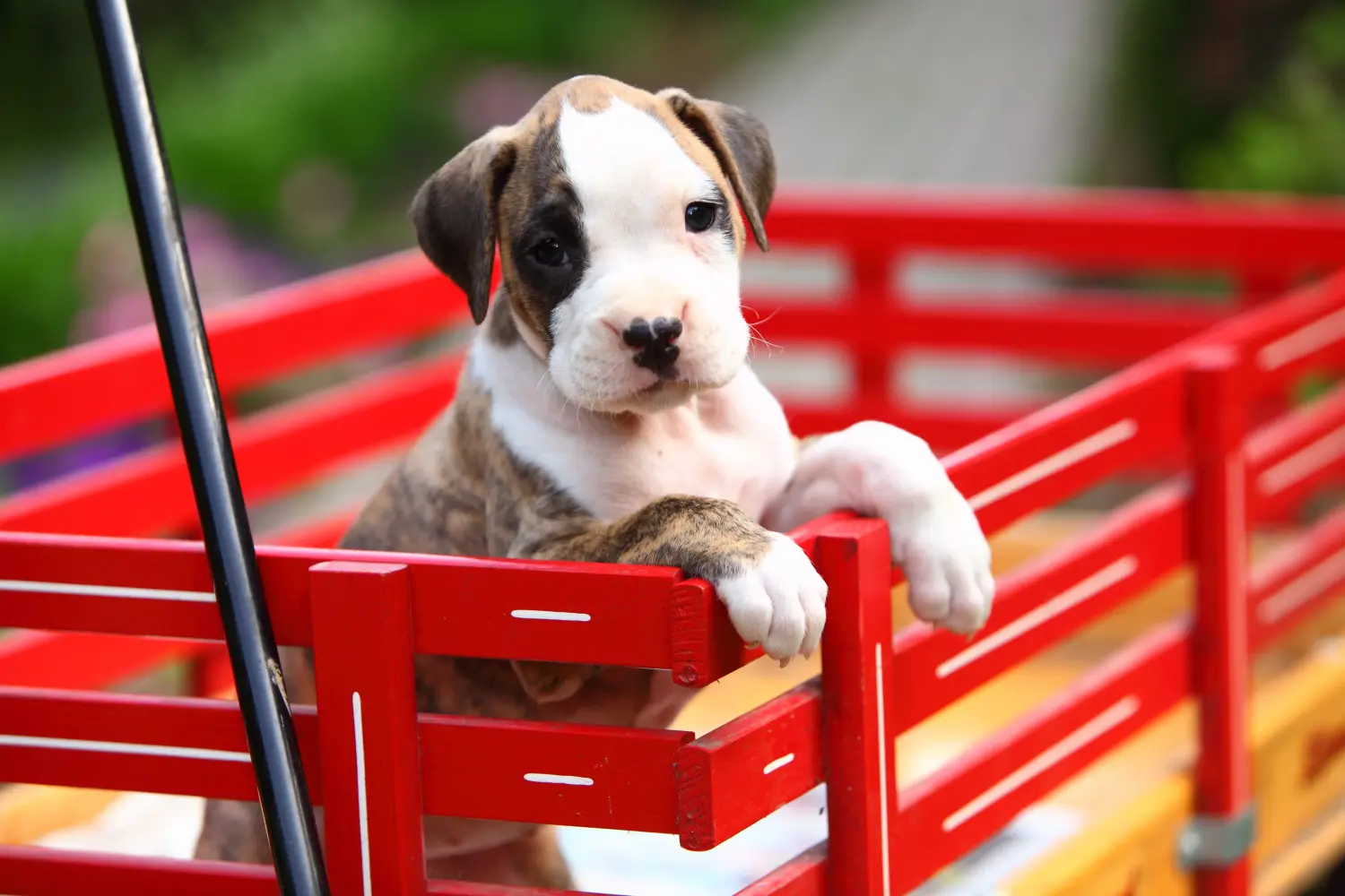 Einen Boxer Welpen zu kaufen, bedeutet Verantwortung zu übernehmen! Boxer Welpen kaufen.