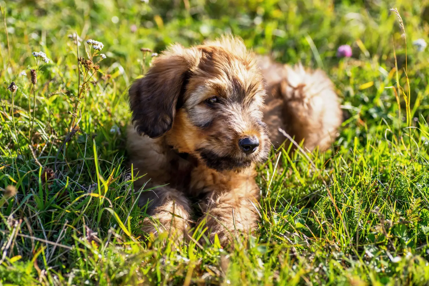 Einen Briard Welpen zu kaufen, bedeutet Verantwortung zu übernehmen! Briard Welpen kaufen.