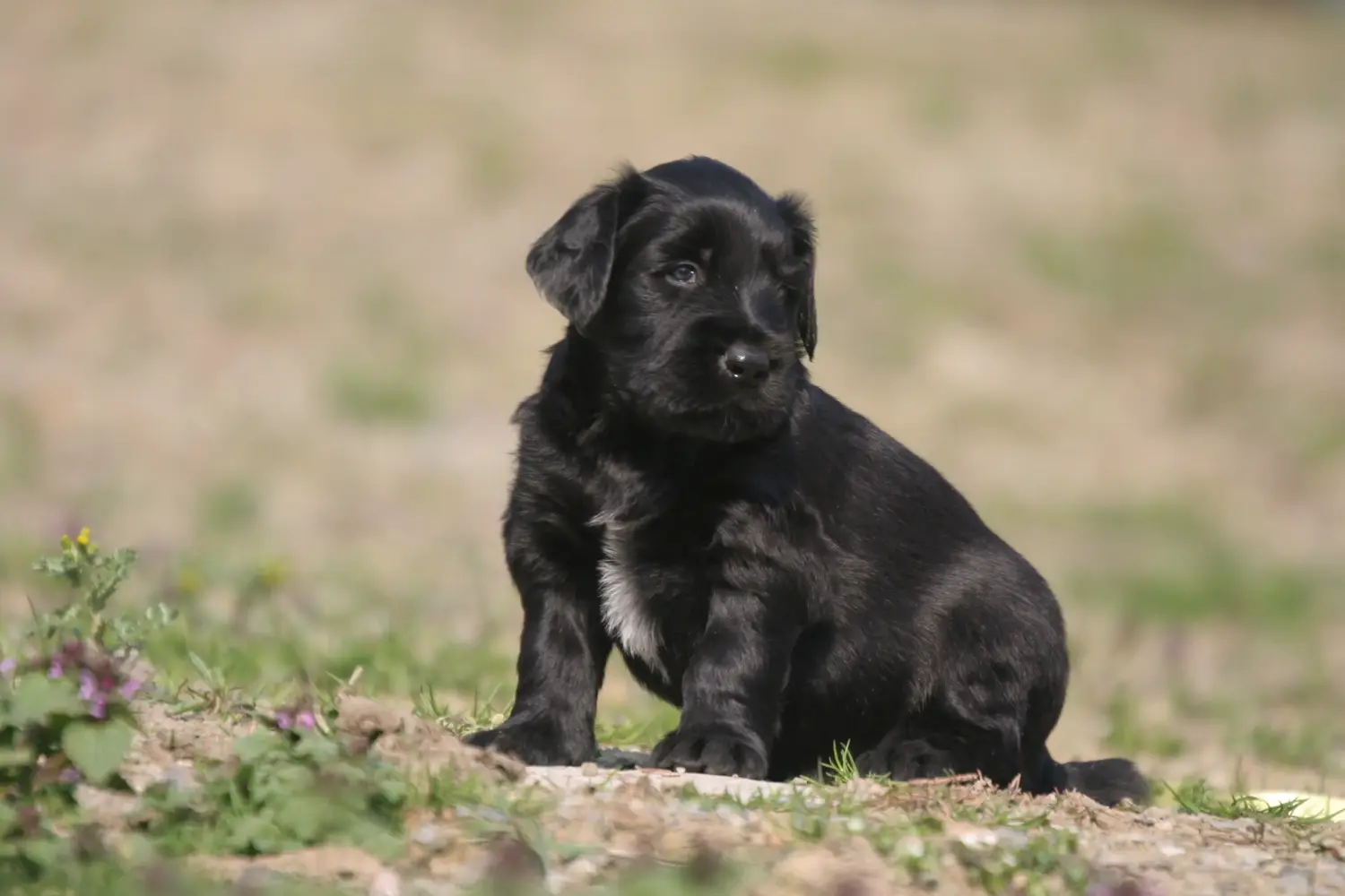 Einen Briard Welpen zu kaufen, bedeutet Verantwortung zu übernehmen! Briard Welpen kaufen.