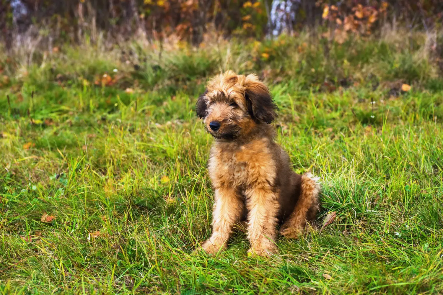 Einen Briard Welpen zu kaufen, bedeutet Verantwortung zu übernehmen! Briard Welpen kaufen.
