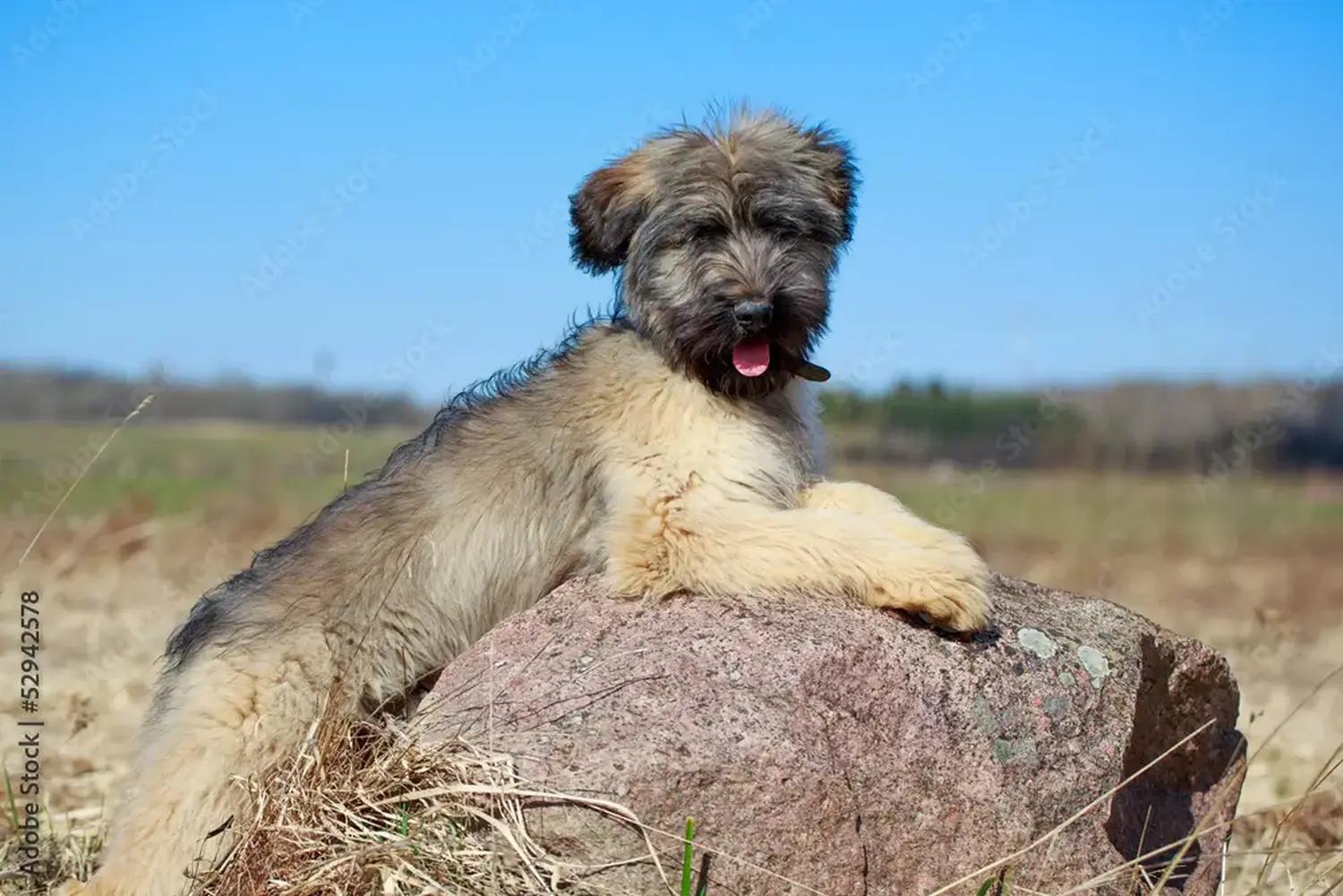 Einen Briard Welpen zu kaufen, bedeutet Verantwortung zu übernehmen! Briard Welpen kaufen.