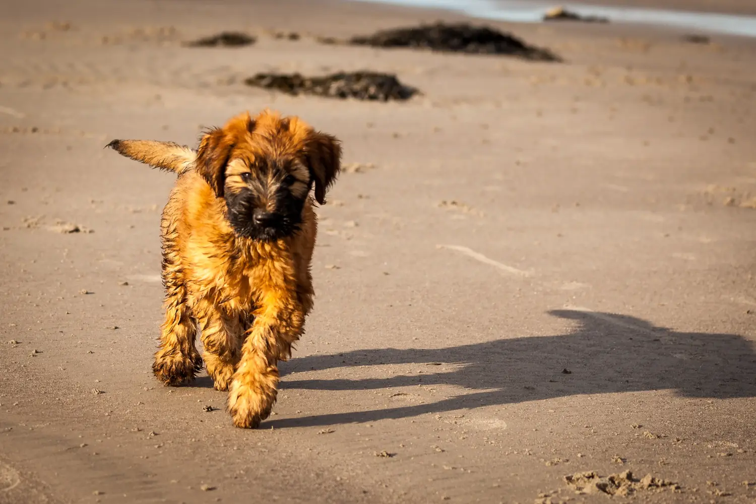 Einen Briard Welpen zu kaufen, bedeutet Verantwortung zu übernehmen! Briard Welpen kaufen.