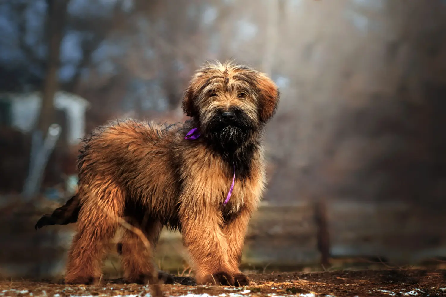 Einen Briard Welpen zu kaufen, bedeutet Verantwortung zu übernehmen! Briard Welpen kaufen.