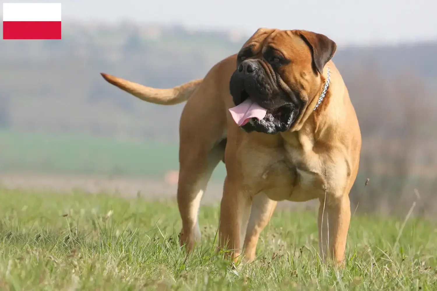 Bullmastiff Welpen und Züchter Polen Hier findest Du Bullmastiffs Züchter in Polen.
