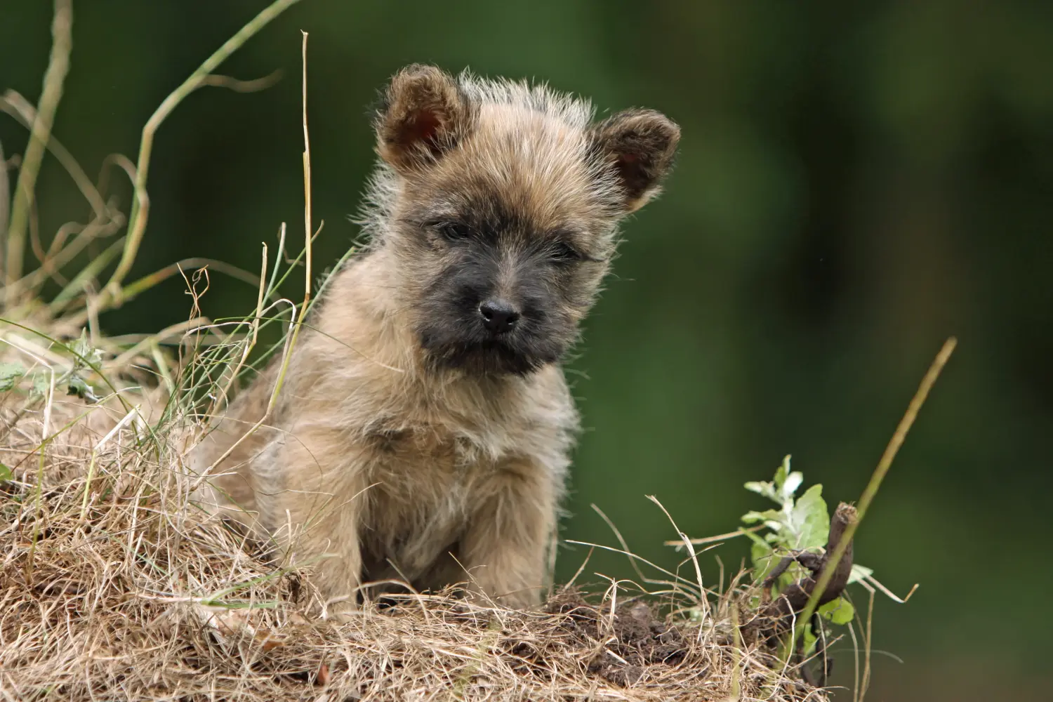 Einen Cairn Terrier Welpen zu kaufen, bedeutet Verantwortung zu übernehmen! Cairn Terrier Welpen kaufen.