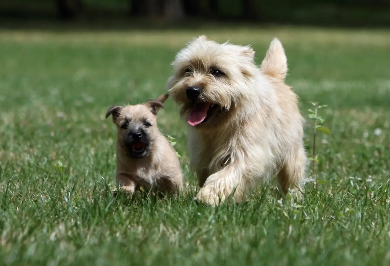 Einen Cairn Terrier Welpen zu kaufen, bedeutet Verantwortung zu übernehmen! Cairn Terrier Welpen kaufen.