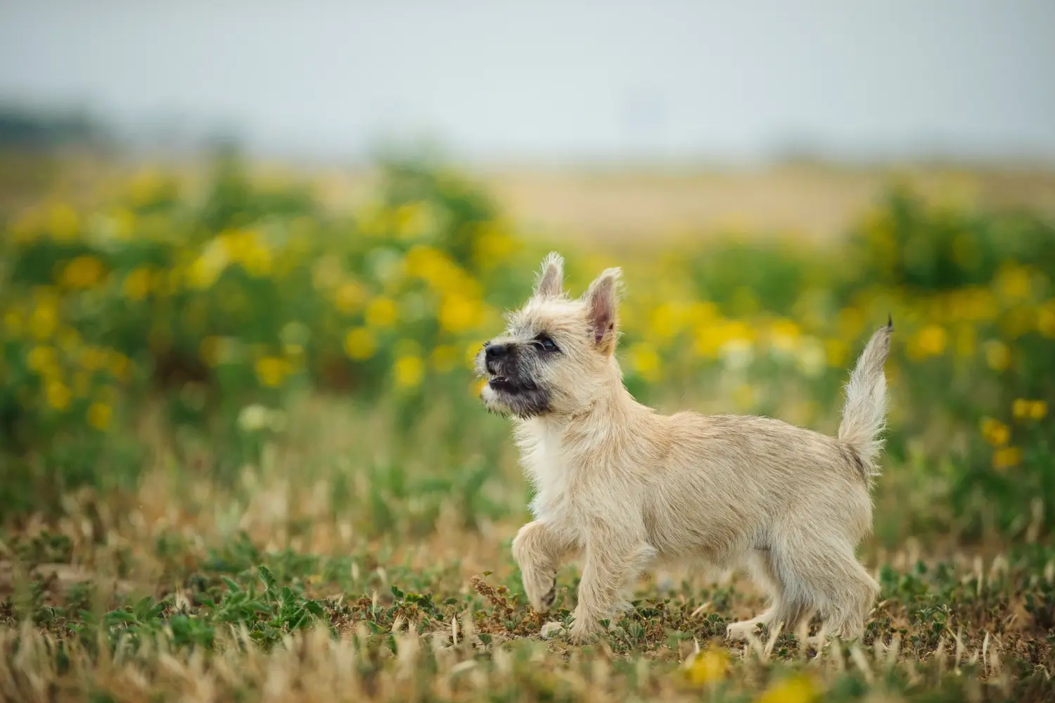 Einen Cairn Terrier Welpen zu kaufen, bedeutet Verantwortung zu übernehmen! Cairn Terrier Welpen kaufen.