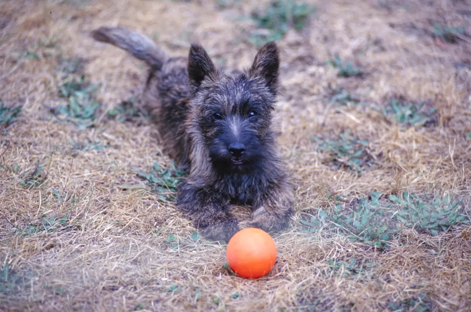 Einen Cairn Terrier Welpen zu kaufen, bedeutet Verantwortung zu übernehmen! Cairn Terrier Welpen kaufen.