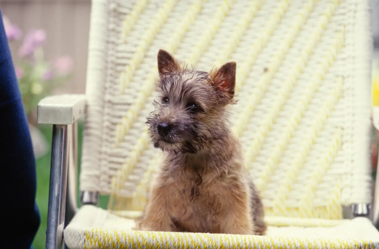 Einen Cairn Terrier Welpen zu kaufen, bedeutet Verantwortung zu übernehmen! Cairn Terrier Welpen kaufen.