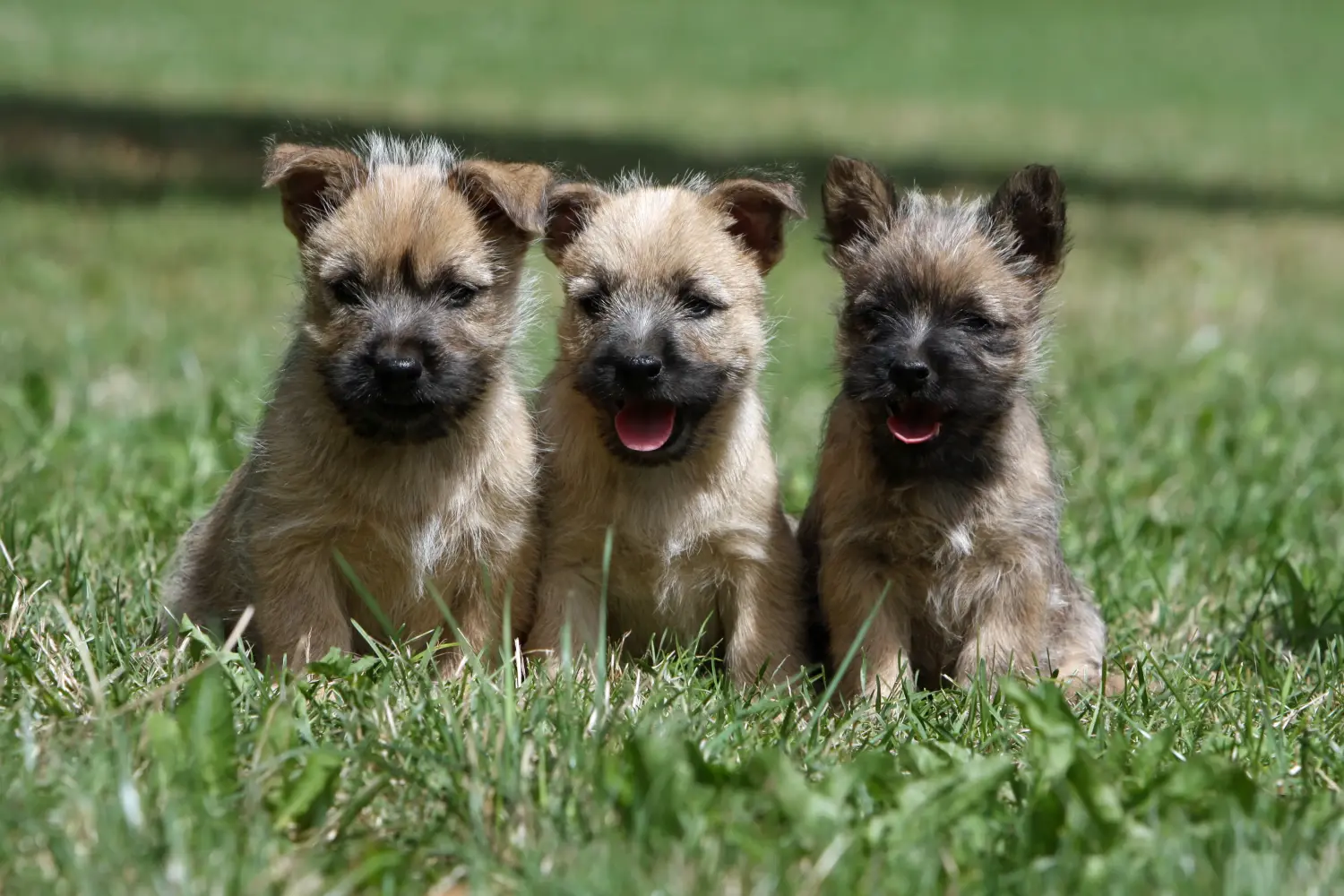 Einen Cairn Terrier Welpen zu kaufen, bedeutet Verantwortung zu übernehmen! Cairn Terrier Welpen kaufen.