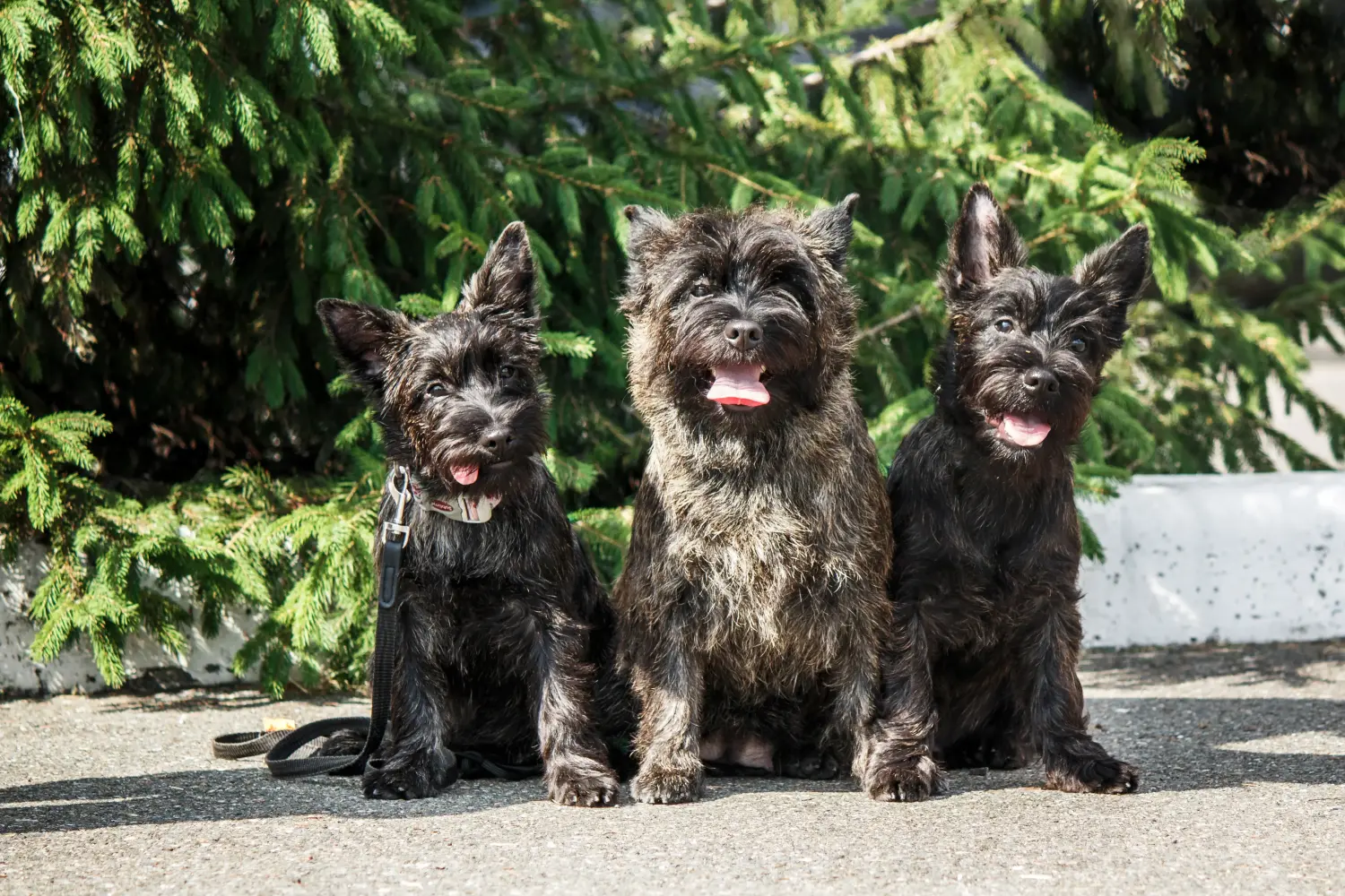 Einen Cairn Terrier Welpen zu kaufen, bedeutet Verantwortung zu übernehmen! Cairn Terrier Welpen kaufen.