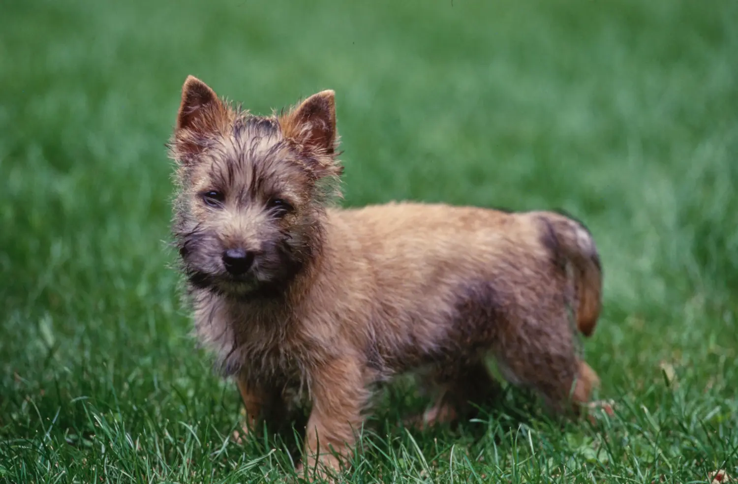 Einen Cairn Terrier Welpen zu kaufen, bedeutet Verantwortung zu übernehmen! Cairn Terrier Welpen kaufen.