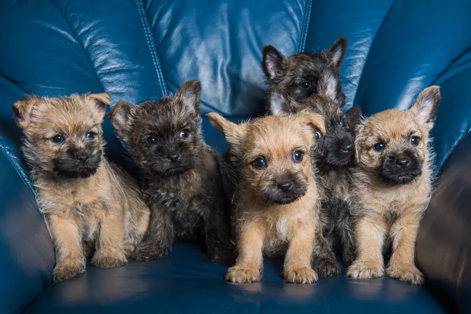 Einen Cairn Terrier Welpen zu kaufen, bedeutet Verantwortung zu übernehmen! Cairn Terrier Welpen kaufen.