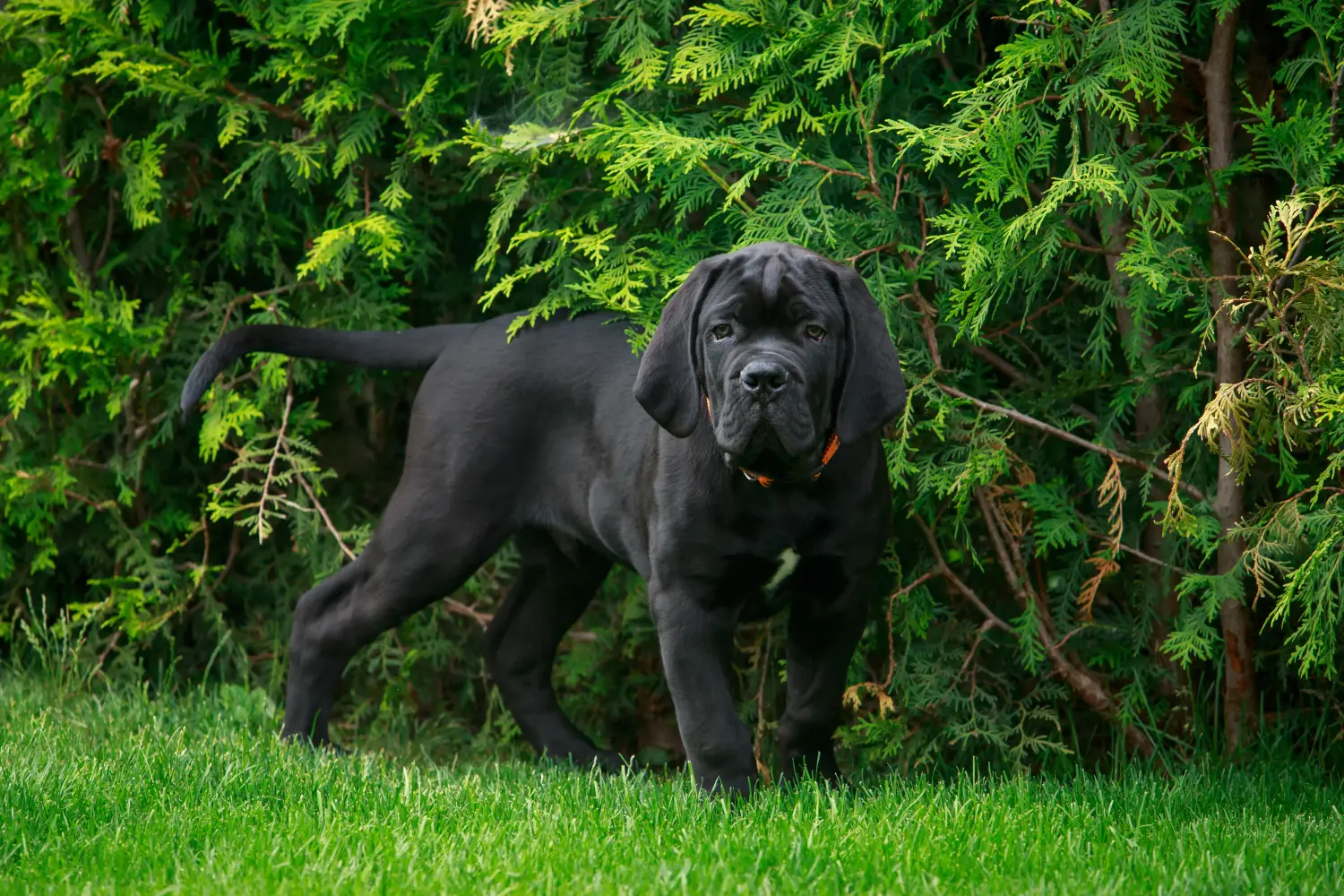 Einen Cane Corso Italiano Welpen zu kaufen, bedeutet Verantwortung zu übernehmen! Cane Corso Italiano Welpen kaufen.