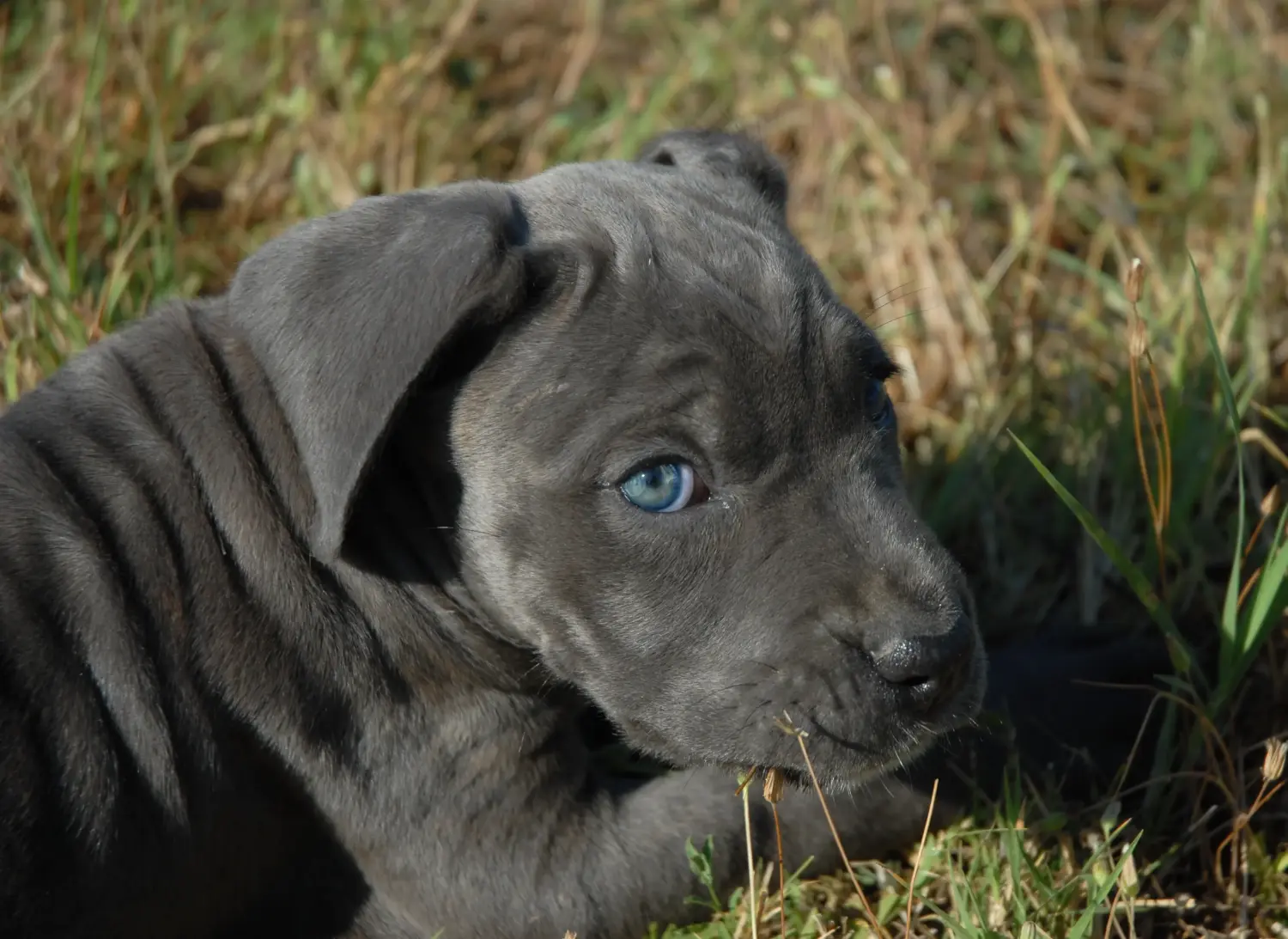 Einen Cane Corso Italiano Welpen zu kaufen, bedeutet Verantwortung zu übernehmen! Cane Corso Italiano Welpen kaufen.