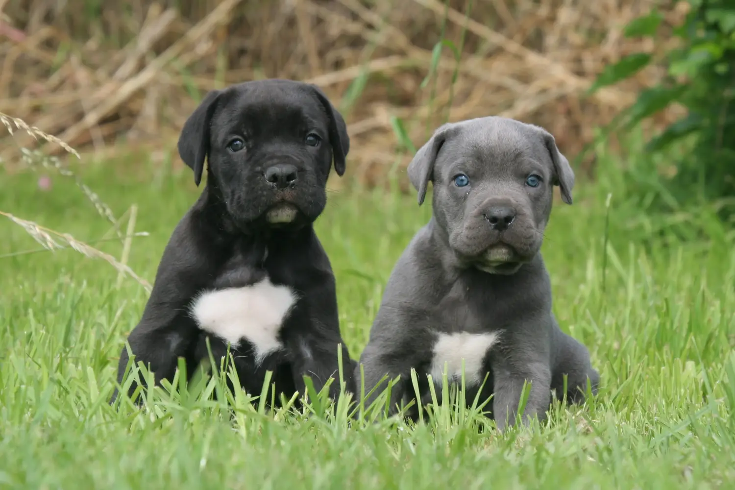 Einen Cane Corso Italiano Welpen zu kaufen, bedeutet Verantwortung zu übernehmen! Cane Corso Italiano Welpen kaufen.