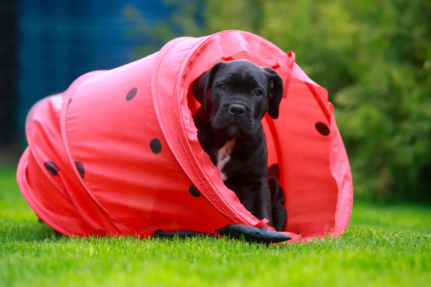 Einen Cane Corso Italiano Welpen zu kaufen, bedeutet Verantwortung zu übernehmen! Cane Corso Italiano Welpen kaufen.