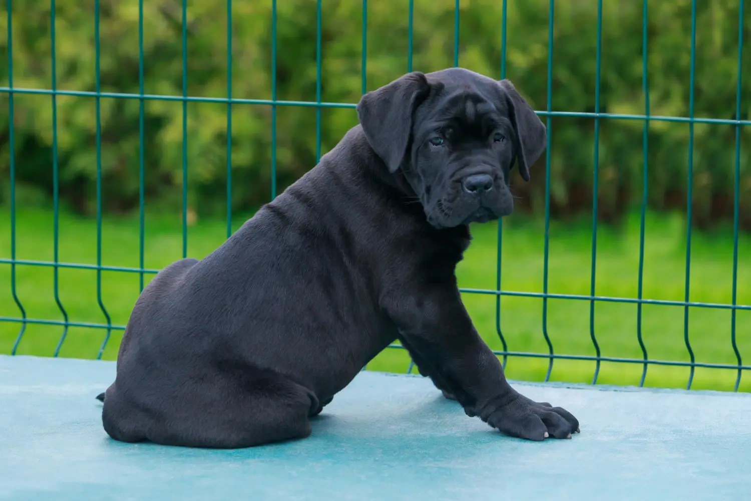 Einen Cane Corso Italiano Welpen zu kaufen, bedeutet Verantwortung zu übernehmen! Cane Corso Italiano Welpen kaufen.