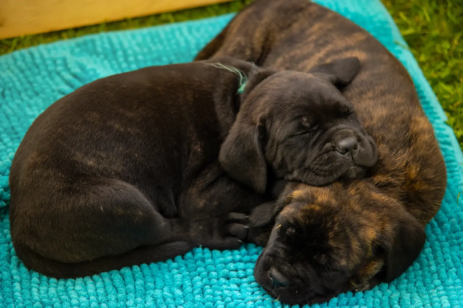 Einen Cane Corso Italiano Welpen zu kaufen, bedeutet Verantwortung zu übernehmen! Cane Corso Italiano Welpen kaufen.