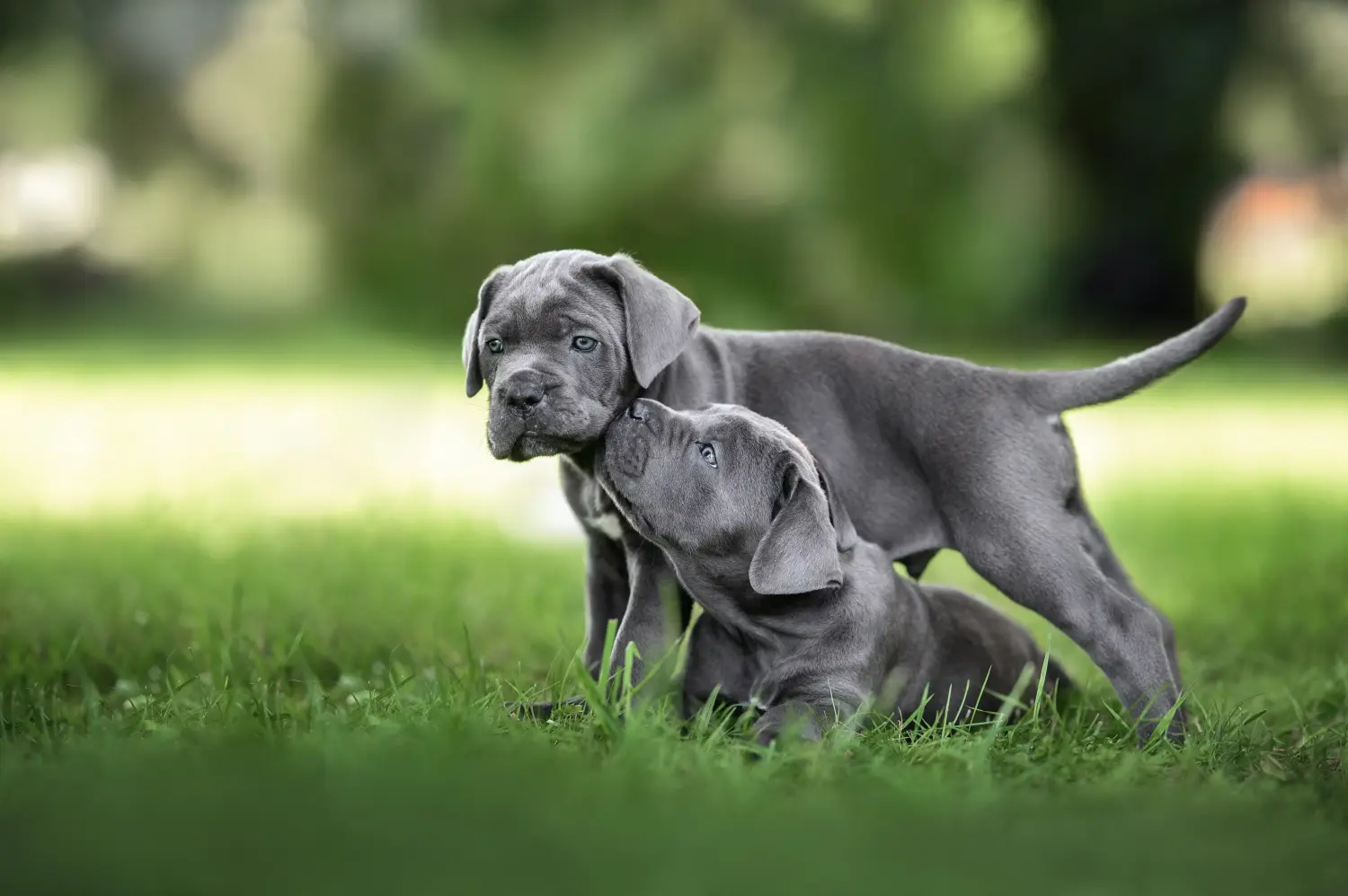 Einen Cane Corso Italiano Welpen zu kaufen, bedeutet Verantwortung zu übernehmen! Cane Corso Italiano Welpen kaufen.