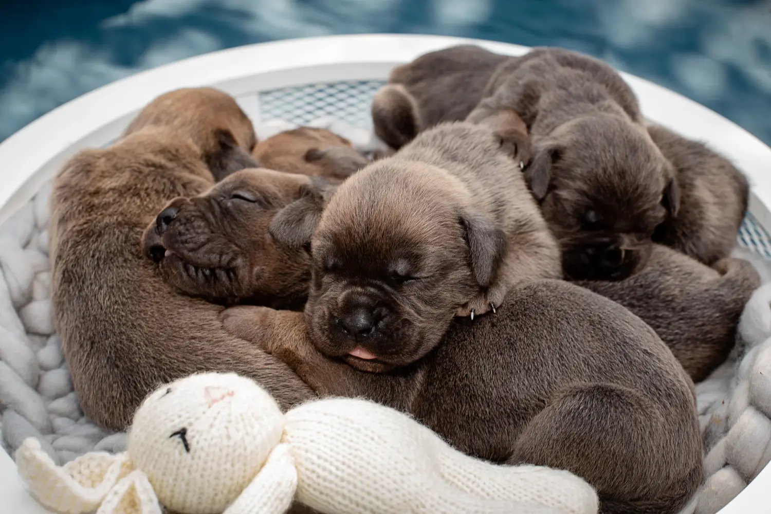 Einen Cane Corso Italiano Welpen zu kaufen, bedeutet Verantwortung zu übernehmen! Cane Corso Italiano Welpen kaufen.