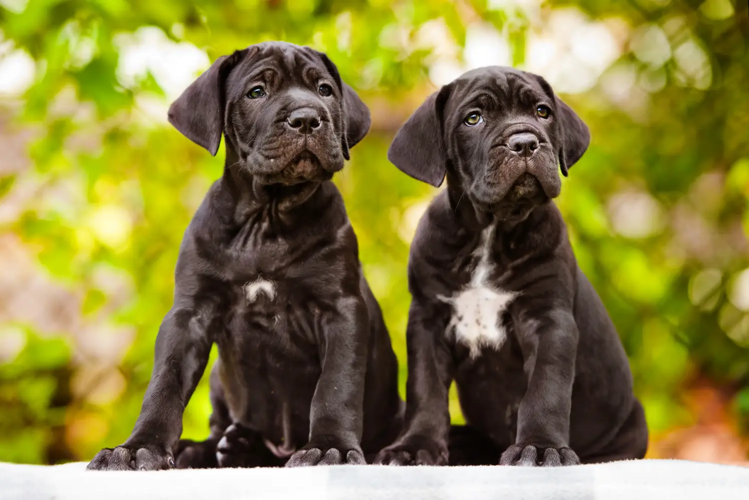 Einen Cane Corso Italiano Welpen zu kaufen, bedeutet Verantwortung zu übernehmen! Cane Corso Italiano Welpen kaufen.
