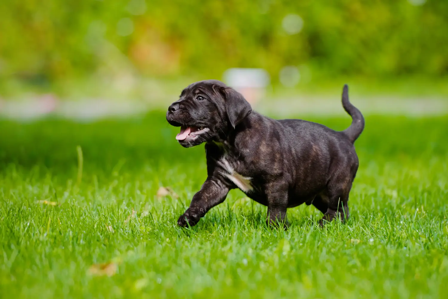 Einen Cane Corso Italiano Welpen zu kaufen, bedeutet Verantwortung zu übernehmen! Cane Corso Italiano Welpen kaufen.