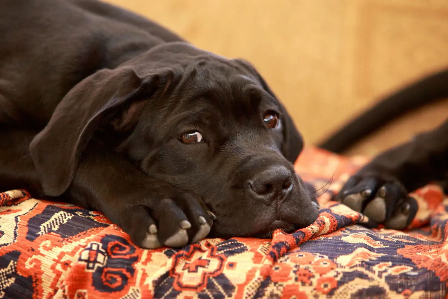 Einen Cane Corso Italiano Welpen zu kaufen, bedeutet Verantwortung zu übernehmen! Cane Corso Italiano Welpen kaufen.