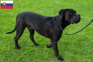 Mehr über den Artikel erfahren Cane Corso Italiano Züchter und Welpen in der Slowakei
