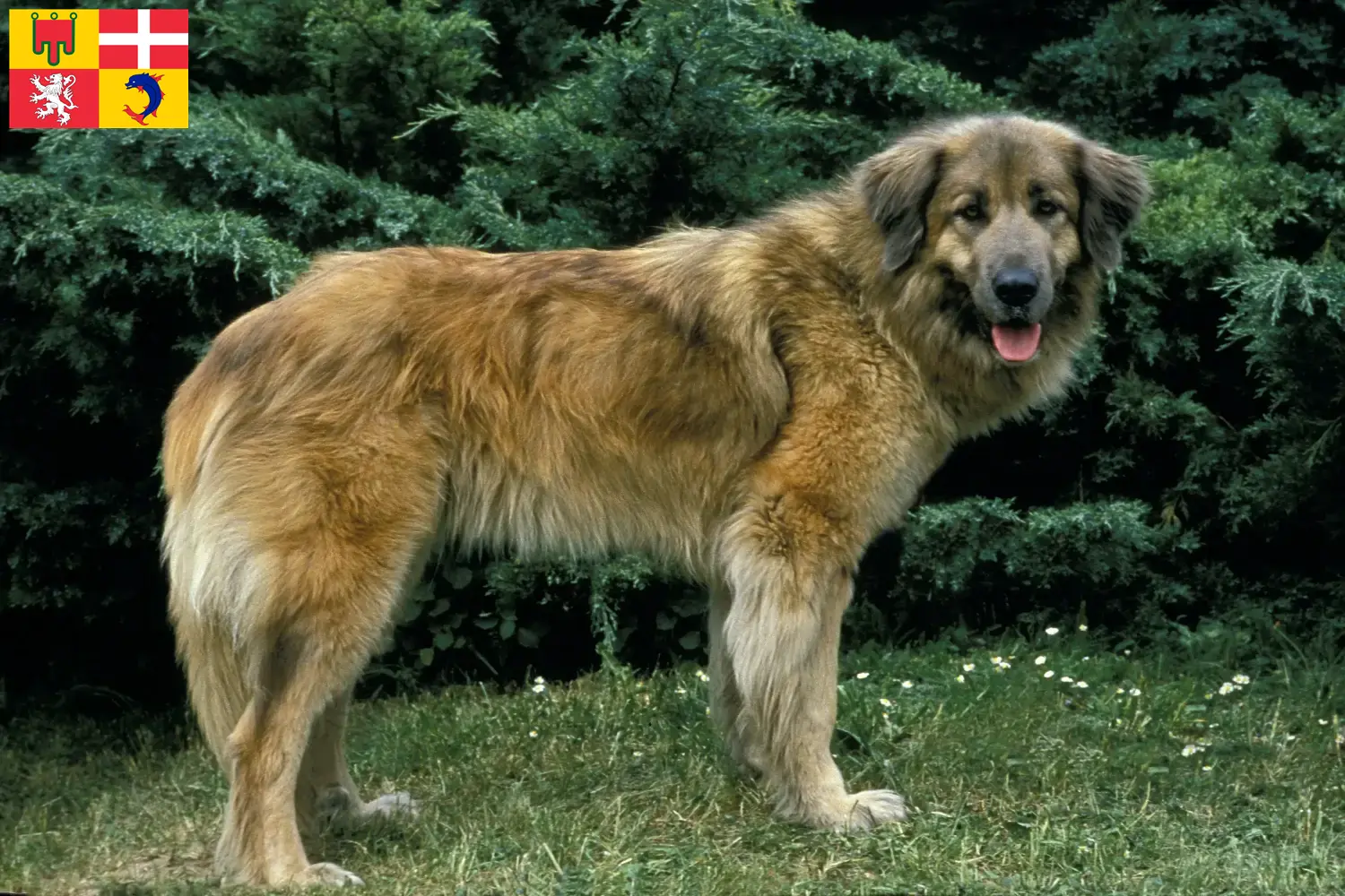Cão Da Serra Da Estrela Welpen und Züchter Auvergne-Rhône-Alpes Hier findest Du Cão Da Serra Da Estrelas Züchter in Auvergne-Rhône-Alpes.