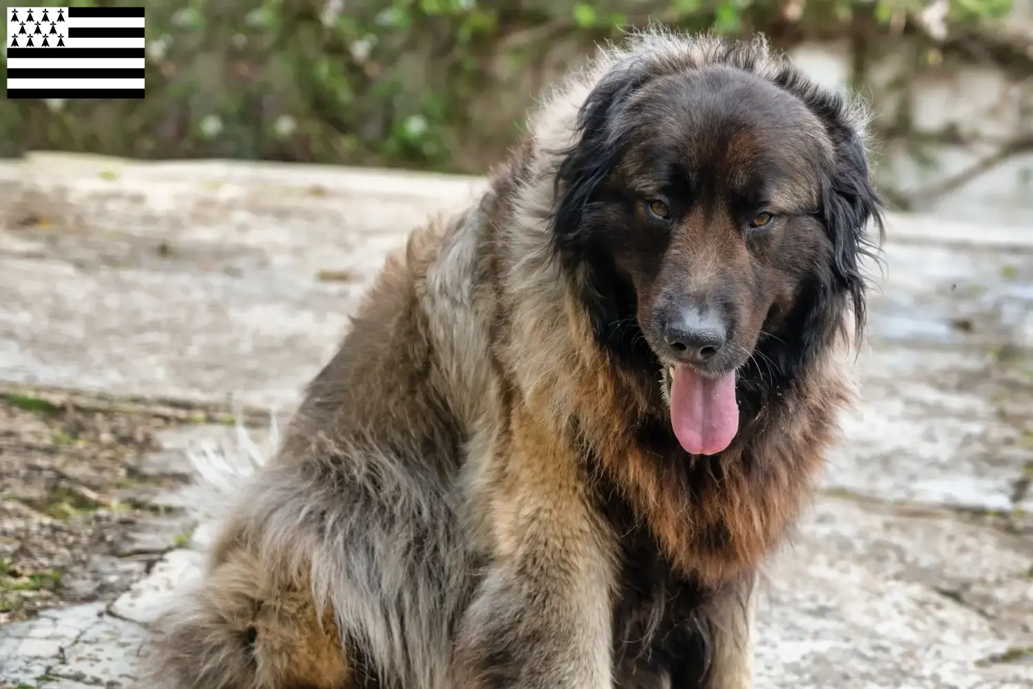 Cão Da Serra Da Estrela Welpen und Züchter Bretagne Hier findest Du Cão Da Serra Da Estrelas Züchter in der Bretagne .