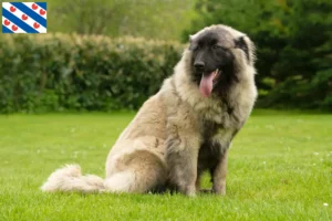 Mehr über den Artikel erfahren Cão Da Serra Da Estrela Züchter und Welpen in Friesland