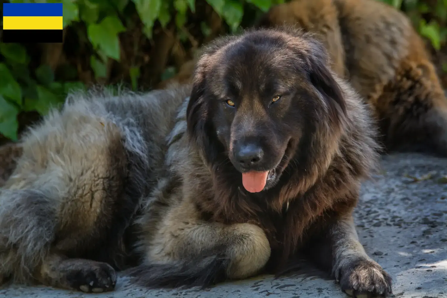 Cão Da Serra Da Estrela Welpen und Züchter Gelderland Hier findest Du Cão Da Serra Da Estrelas Züchter in Gelderland.