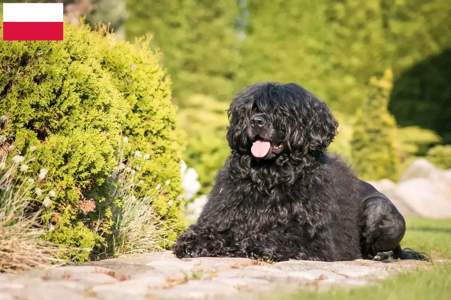 Cão de Agua português Welpen und Züchter Polen Hier findest Du Cão de Agua português Züchter in Polen.