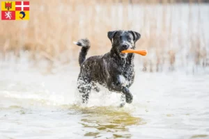Mehr über den Artikel erfahren Cão Fila de São Miguel Züchter und Welpen in Auvergne-Rhône-Alpes