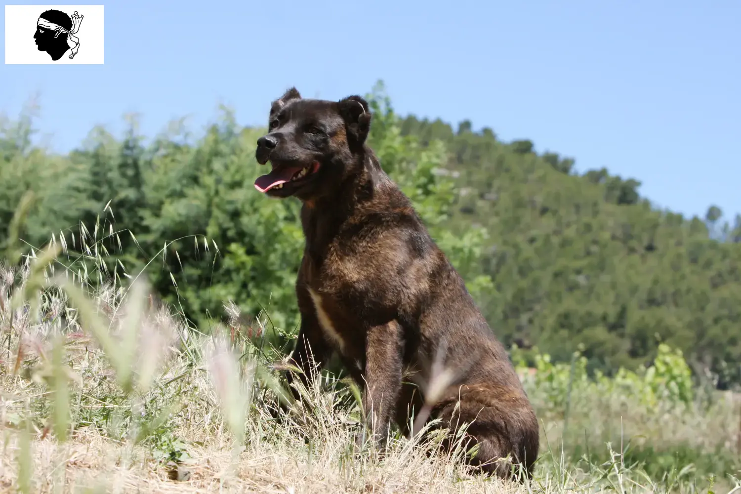 Cão Fila de São Miguel Welpen und Züchter Korsika Hier findest Du Cão Fila de São Miguels Züchter auf Korsika.